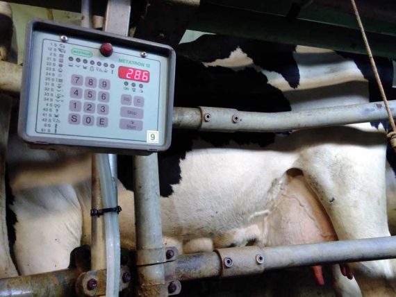 Anniko geeft 28,6 kg melk