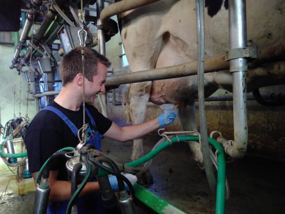Hans melkt echte koeien op boerderij Weelderen